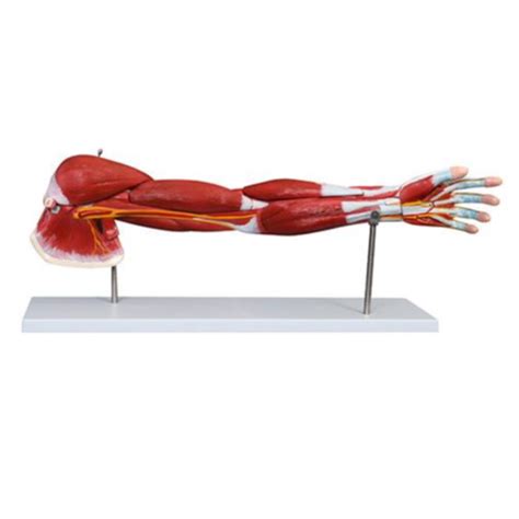 Afbeeldingsresultaten voor Arm Muscle Model
