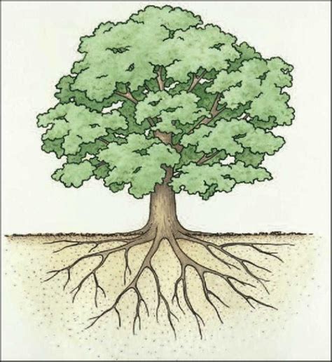 Image result for Tree with Root System