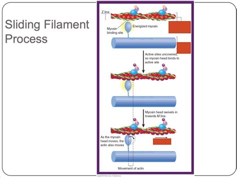 Image result for Sliding Filament Video