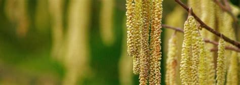 Image result for Pine Tree Catkins