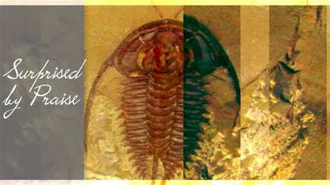 Image result for Cambrian Explosion