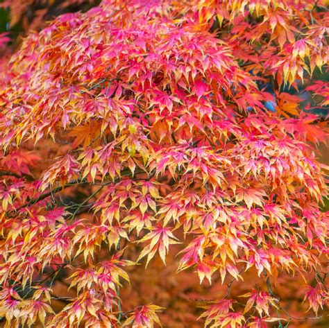 Image result for Trees with Beautiful Fall Color