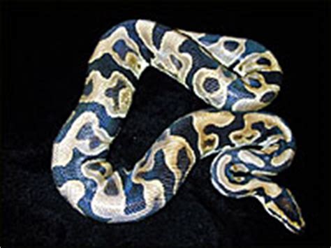 Toradh íomhá ar Jungle Ball Python