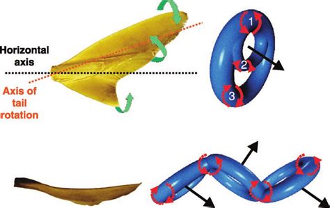 Toradh íomhá ar Vortex Ring Structure