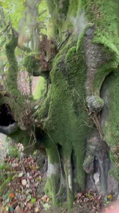 Exploding Puffball に対する画像結果