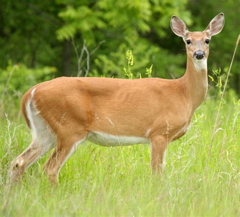 Image result for Doe You Want Free Robux