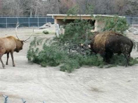 Image result for Bison Enrichment Ball