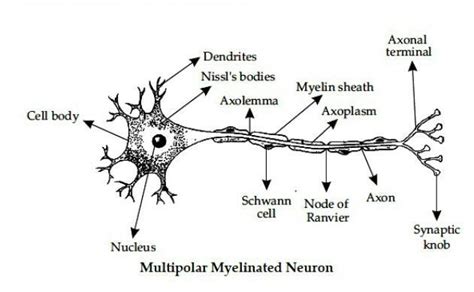 Image result for LAN LED Multipolar Neuron