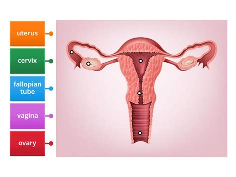 Female Reproductive System Labelled に対する画像結果