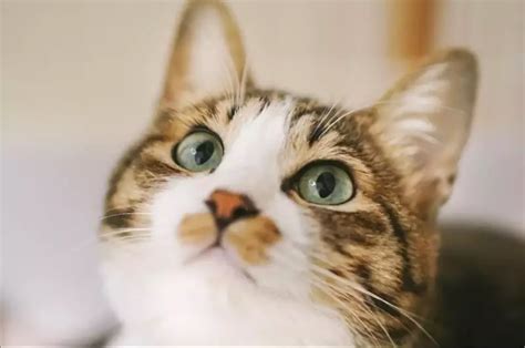 Read CV File Python に対する画像結果