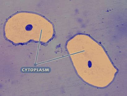Image result for Cytoplasm Real Life Example