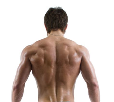 Image result for Back Profile Muscle Reference