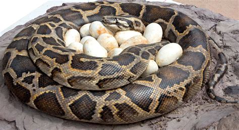 Toradh íomhá ar Burmese Python Nutrients