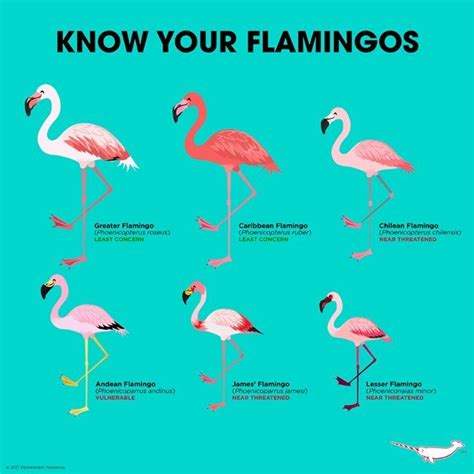 Flamingo Fun के लिए छवि परिणाम