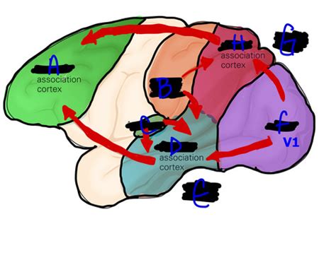 Image result for Visual Processing Steps