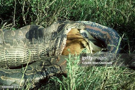 Python Eating Impala に対する画像結果