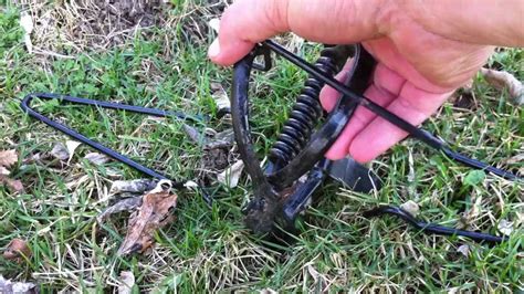 Image result for How to Use Mole Traps