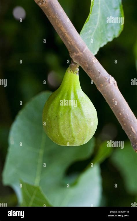 Afbeeldingsresultaten voor Fig Syconium