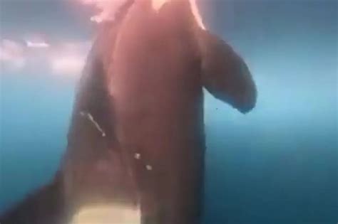 Image result for Orca in Ocean Far Away