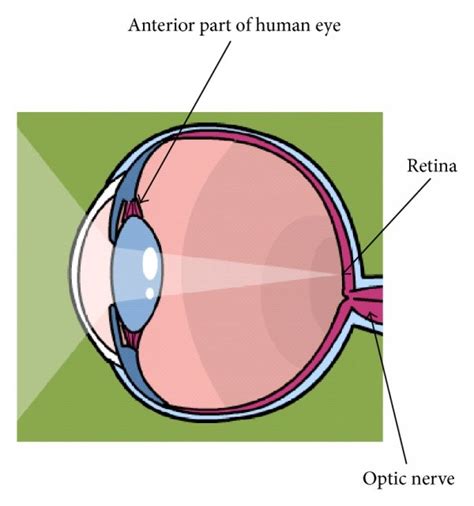 Image result for Human Eye Retina Diagram