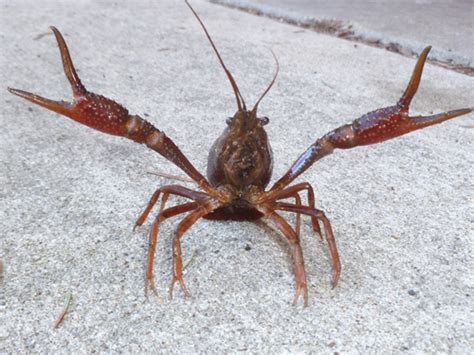 Image result for Crawdad Hole Fishing