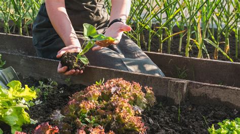 Afbeeldingsresultaten voor How to Keep Chipmunks From Garden
