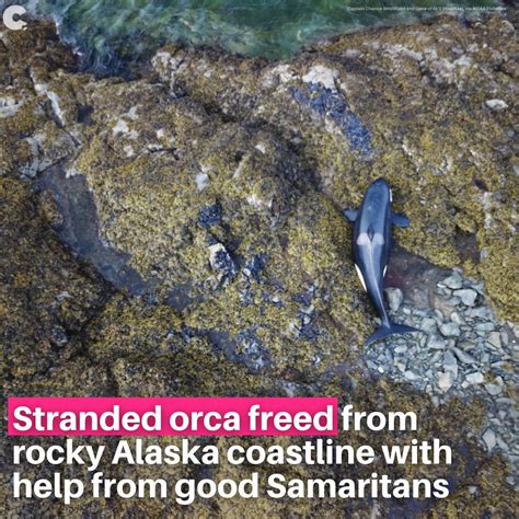 Afbeeldingsresultaten voor Orca Stranded Alaska