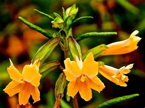 Image result for Sticky Flower