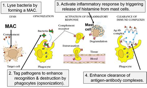 Human Body Complement System に対する画像結果