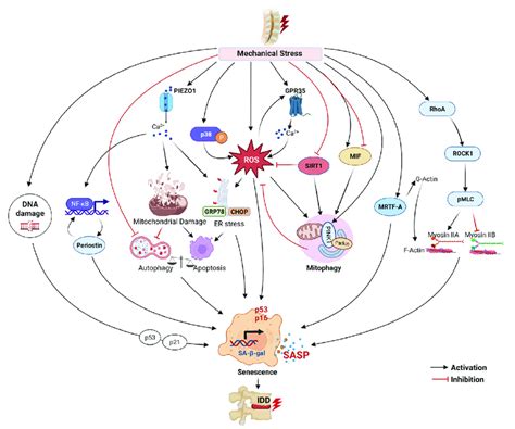 Image result for Senescence Pathways