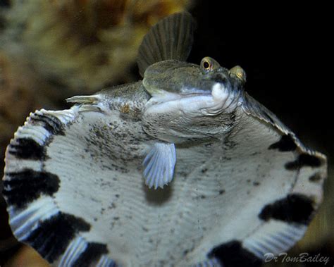 Freshwater Flounder के लिए छवि परिणाम