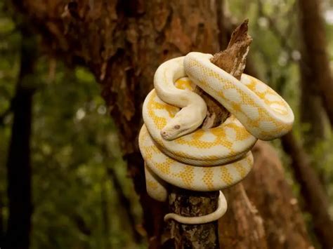 Image result for Carpet Python Habitat
