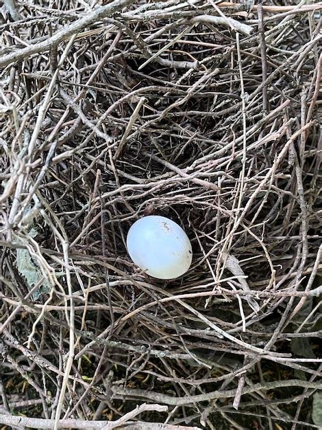 Image result for Indian Roller Eggs in Nest