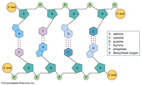 Afbeeldingsresultaten voor Nucleic Acids Homework