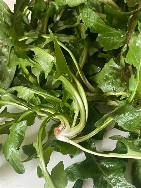 How to Use Chicory に対する画像結果