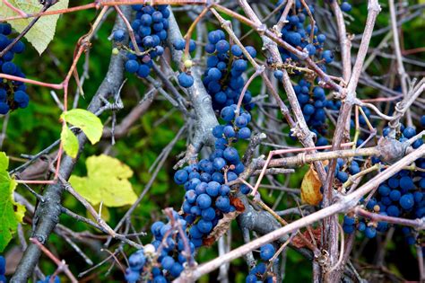 Afbeeldingsresultaten voor Growing Wild Grapes