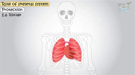 Image result for Binocs Skeletal System Grade 5