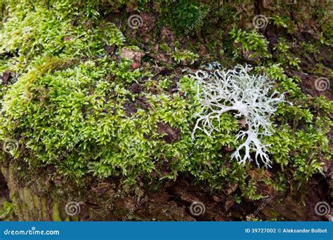 Image result for Lichen Moss