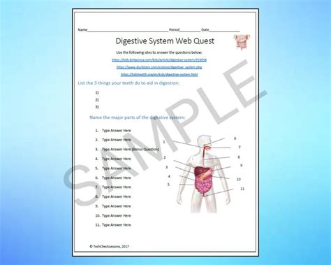 Image result for Digestive System WebQuest Answer Key