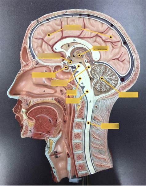 Image result for Brain Model Description Card
