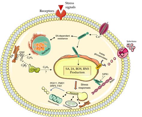 Image result for Human Peroxisome Pathways