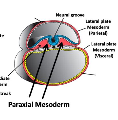 Image result for Paraxial Mesoderm in Embryo