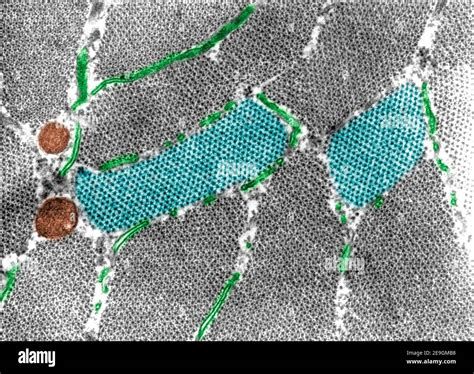 Toradh íomhá ar Electron Microscope False-Color