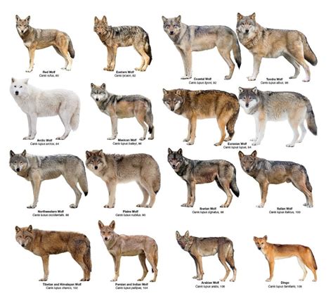 All Wolf Breeds に対する画像結果
