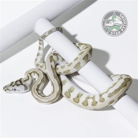 Afbeeldingsresultaten voor Axanthic Jungle Carpet Python