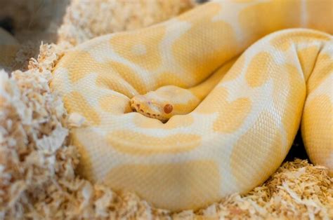 Image result for Golden Python Snake