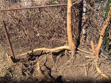 Toradh íomhá ar Mulberry Tree Root System