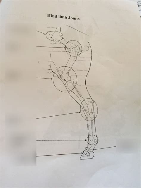 Image result for Hind Limb in Python