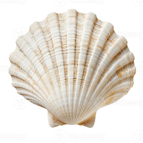 Image result for White Shell Pattern