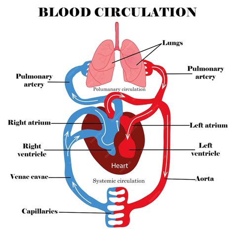 Image result for Heart Circulation Process
